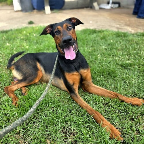 *ELVIS - Doberman Pinscher available for adoption