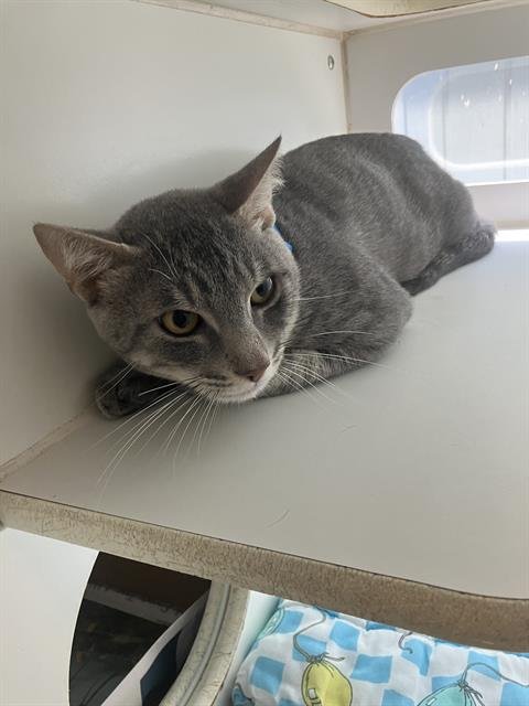 *LUIGI - Domestic Short Hair available for adoption