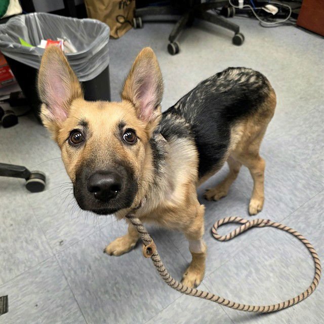 *DAPHNE - German Shepherd Dog available for adoption