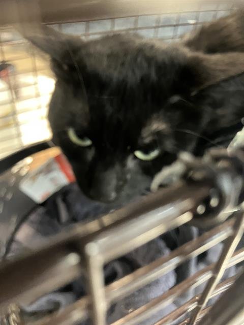 *VIGO - Domestic Short Hair available for adoption