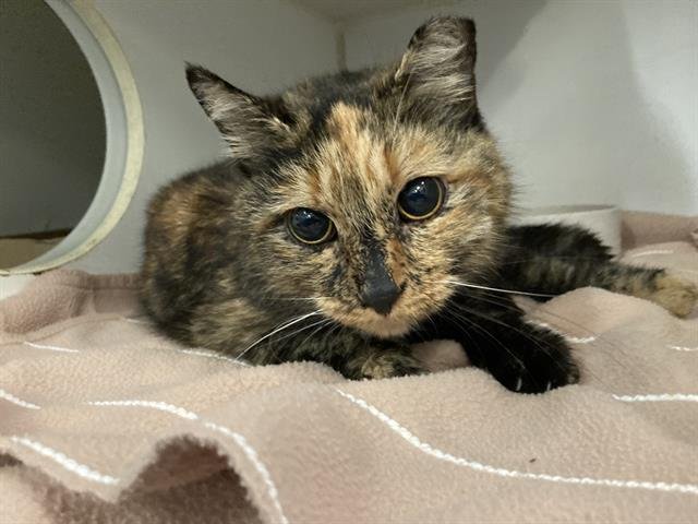 *WHISPER - Domestic Short Hair available for adoption