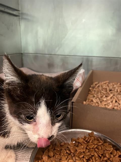 *ROCKY - Domestic Short Hair available for adoption