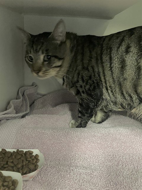MY KING - Domestic Short Hair available for adoption