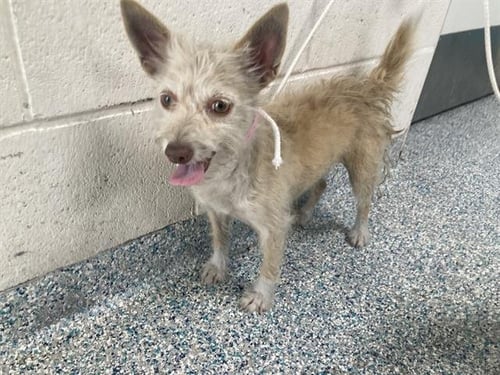 *THELMA - Terrier available for adoption
