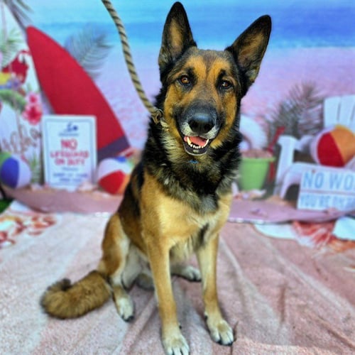 *GUSTAVSON - German Shepherd Dog available for adoption