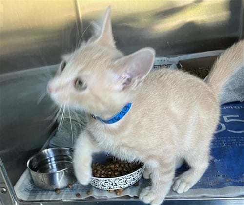 *B - Domestic Short Hair available for adoption
