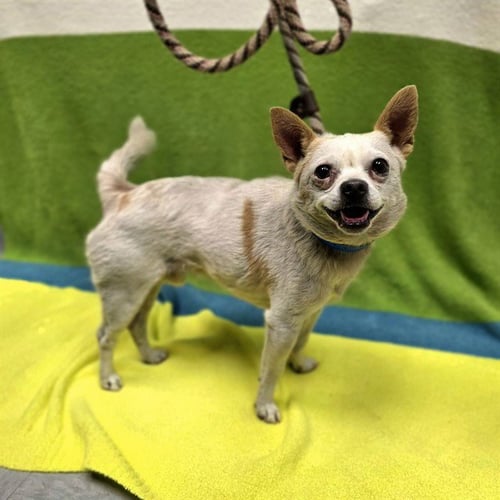 *SIR LANCELOT - Chihuahua available for adoption