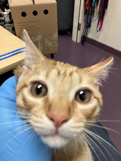 *CHARLIE - Domestic Short Hair available for adoption