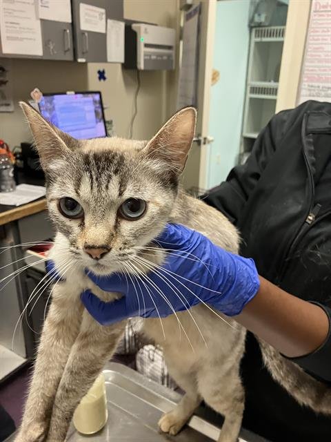 MONA - Domestic Short Hair available for adoption