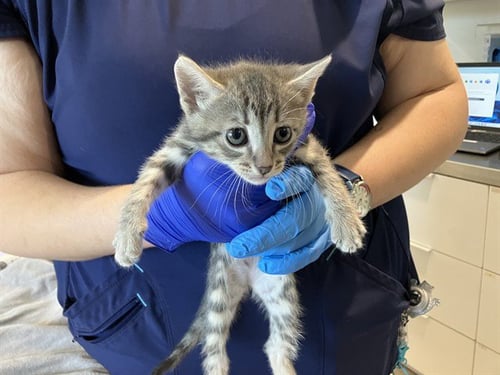 *APRIL - Domestic Short Hair available for adoption