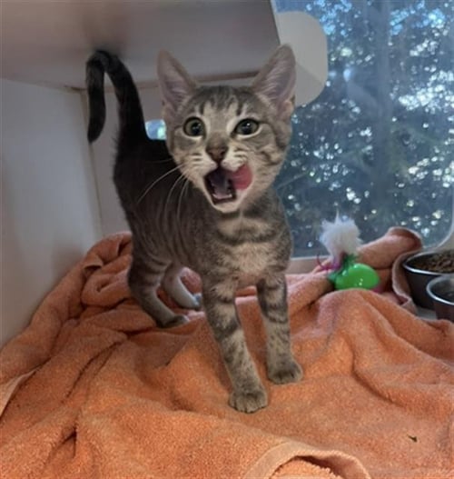 *APRIL - Domestic Short Hair available for adoption