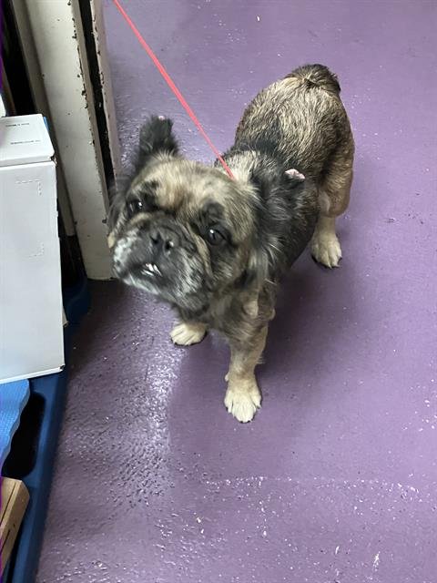 *GRETTA - French Bulldog available for adoption