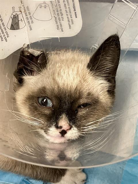 *MR MAN - Domestic Short Hair available for adoption