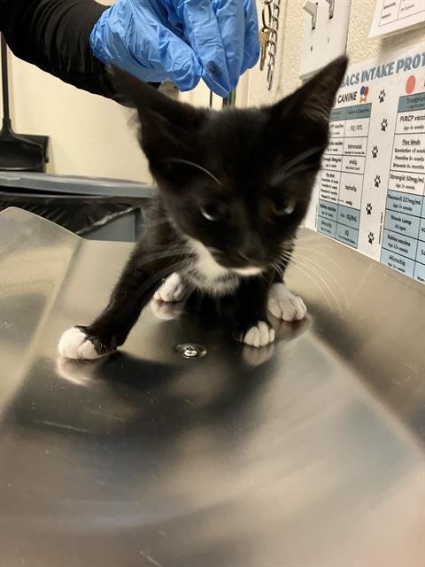 *THORN - Domestic Short Hair available for adoption