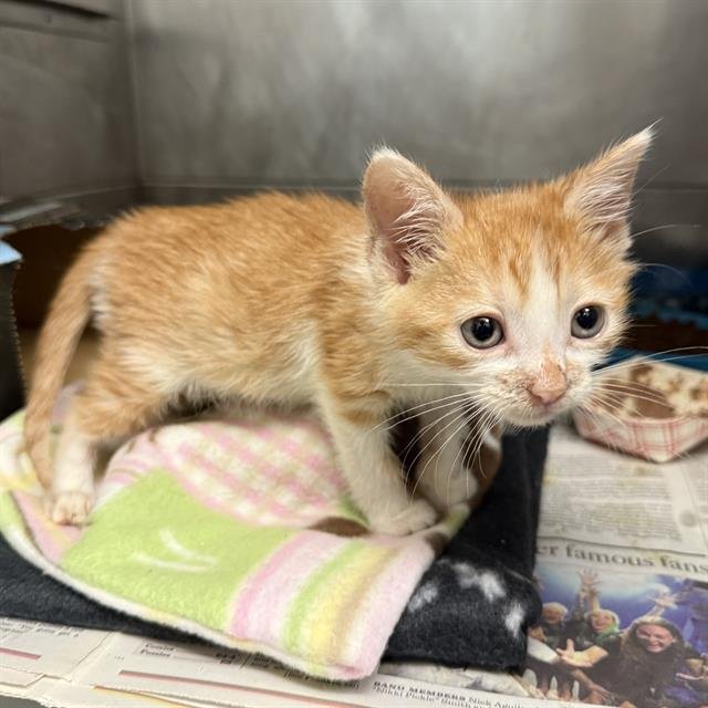 *GADGET - Domestic Short Hair available for adoption