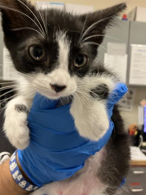 DONUT - Domestic Short Hair available for adoption