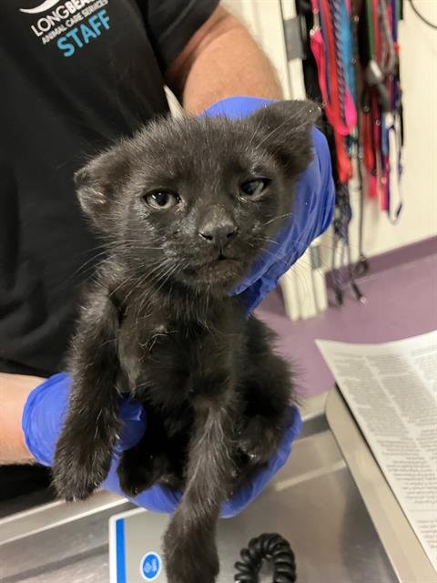 *BEAN - Domestic Short Hair available for adoption
