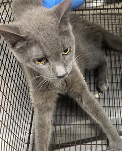 *PAM - Domestic Short Hair available for adoption
