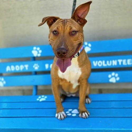 *BONBON - Bull Terrier available for adoption