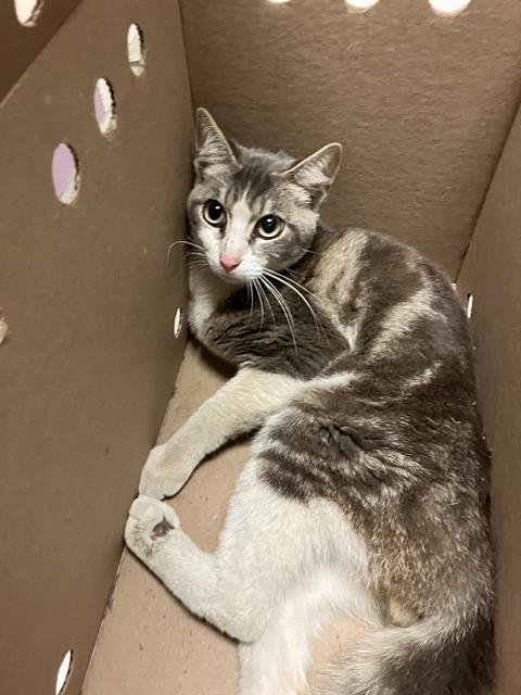 *NERDLE - Domestic Short Hair available for adoption