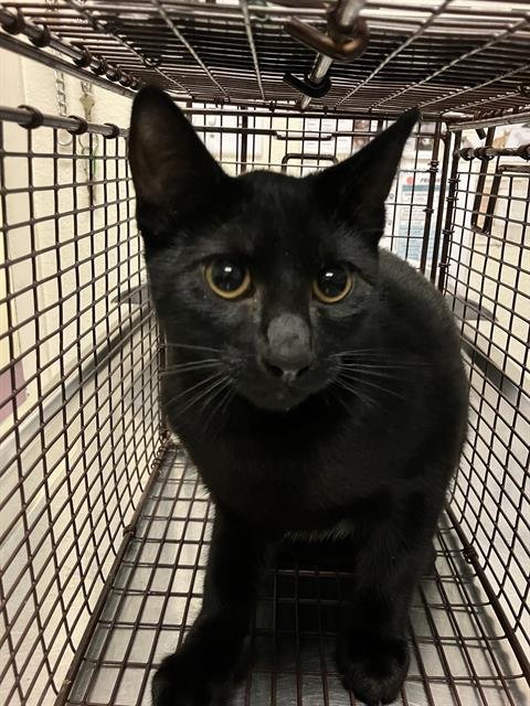 *DONALD - Domestic Short Hair available for adoption