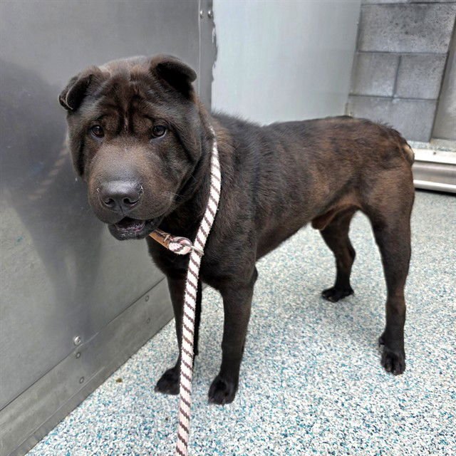 *NIFTY - Chinese Shar-Pei available for adoption