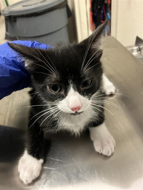 *RAPHAEL - Domestic Short Hair available for adoption