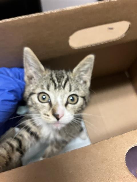 *MARY - Domestic Short Hair available for adoption