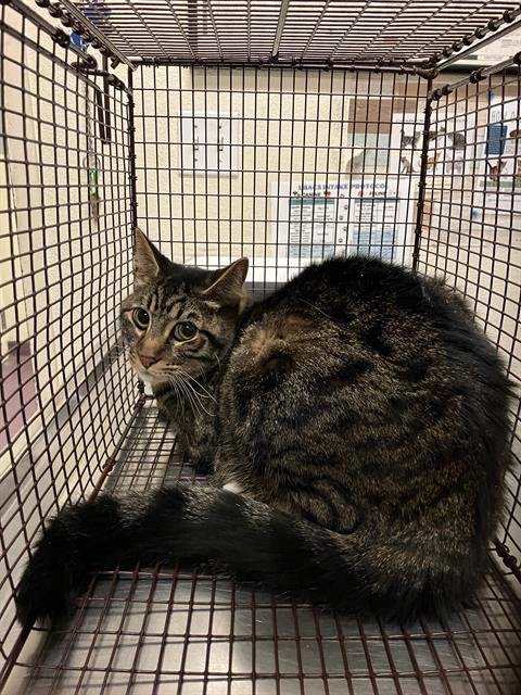 *DUCK - Domestic Short Hair available for adoption