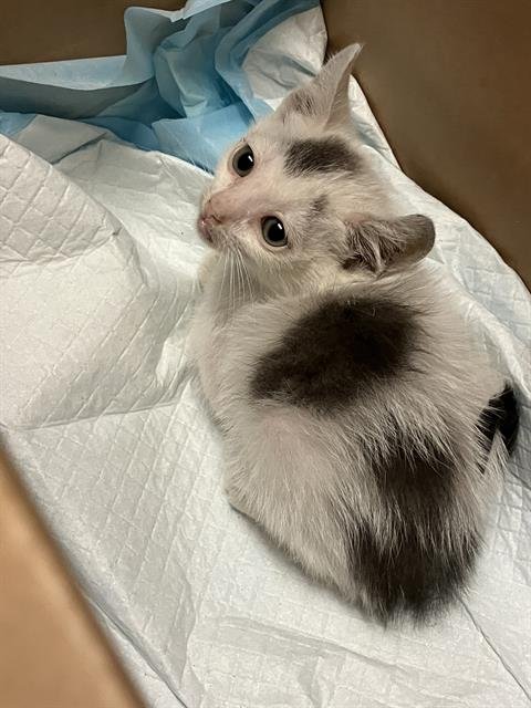 *BRAN - Domestic Medium Hair available for adoption