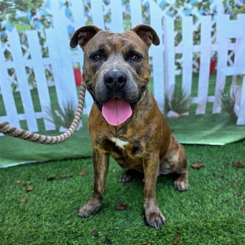 *K.C. - Pit Bull Terrier available for adoption