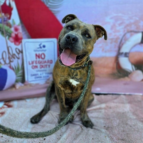 *K.C. - Pit Bull Terrier available for adoption