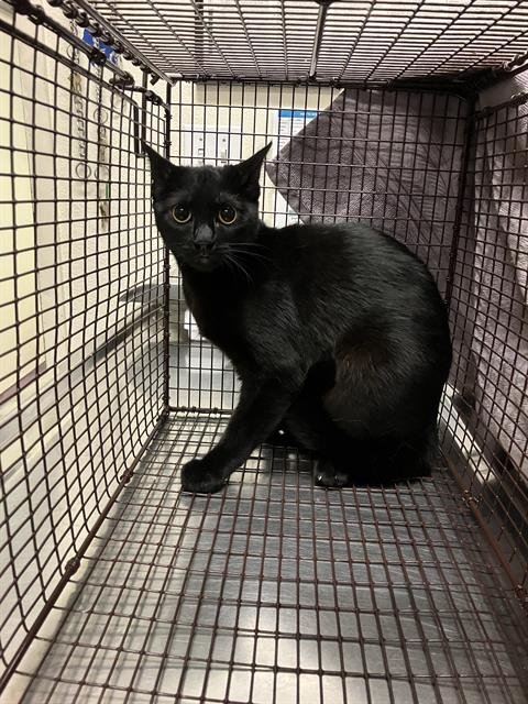 *DAISY - Domestic Short Hair available for adoption