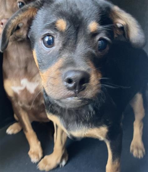 *SNICKERS - Chihuahua available for adoption