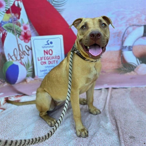 *MAUI - Pit Bull Terrier available for adoption