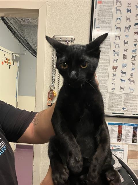 *CATULA - Domestic Short Hair available for adoption