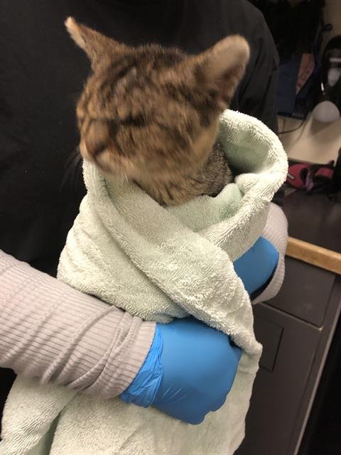 *YOUSEF - Domestic Short Hair available for adoption