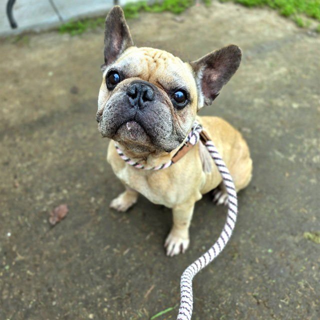 *BENITO - French Bulldog available for adoption