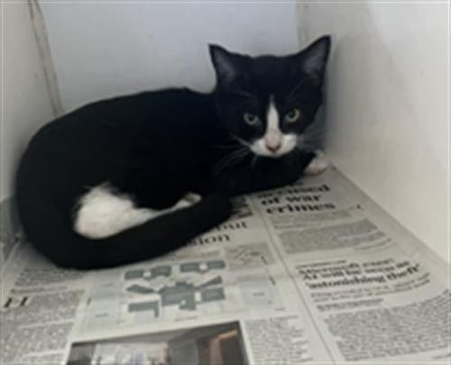 *ALEX - Domestic Short Hair available for adoption