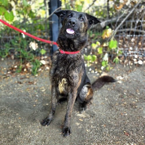 *MARIE - Belgian Shepherd Malinois available for adoption