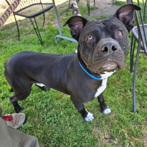 *ARTHUR - Pit Bull Terrier available for adoption
