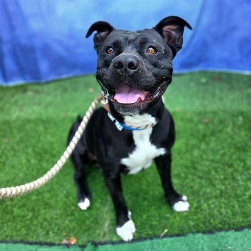 *ARTHUR - Pit Bull Terrier available for adoption