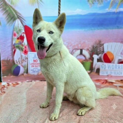 *LESLIE - Husky available for adoption
