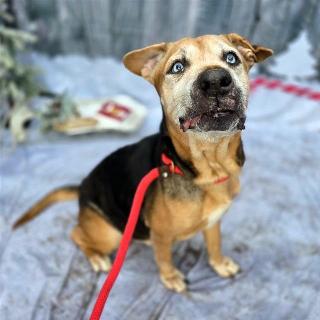 *LUCY - German Shepherd Dog available for adoption