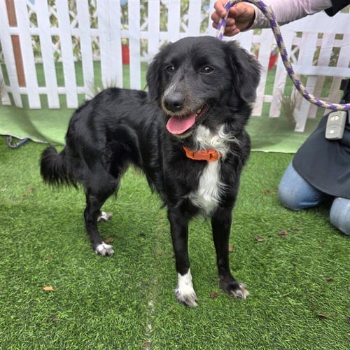 LALA - Labrador Retriever / Cocker Spaniel available for adoption