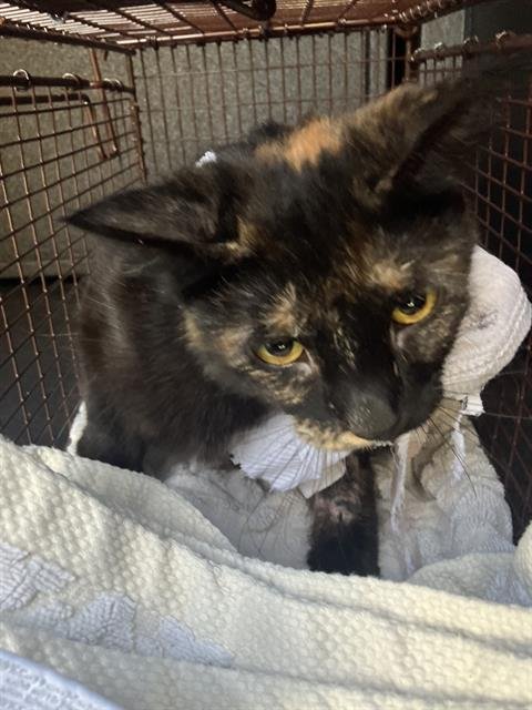 *JUBILEE - Domestic Short Hair available for adoption