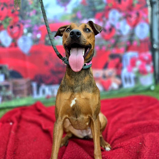 *HENESSY - Rhodesian Ridgeback available for adoption
