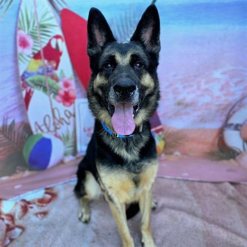 *MAXWELL - German Shepherd Dog available for adoption
