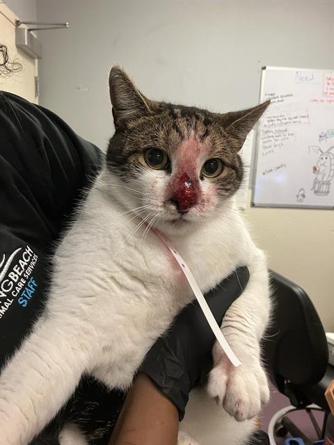 POPPY - Domestic Medium Hair available for adoption