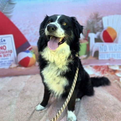 *FABIAN - Border Collie available for adoption